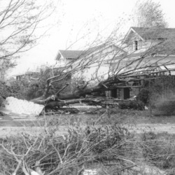 Uprooted trees in front of a house 