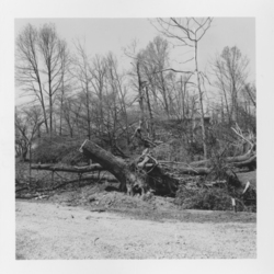 Tornado aftermath: broken and uprooted trees