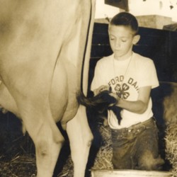 getting cow ready for show.jpg